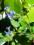 vignette Pentaglottis sempervirens