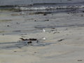 vignette Calidris alba , Bcasseau sanderling