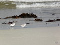 vignette Calidris alba , Bcasseau sanderling
