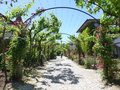 vignette Pergola de roses et vignes