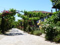 vignette Pergola de roses et vignes