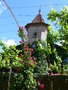 vignette Pergola de roses et vignes