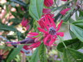 vignette Pavonia x glehilii = Pavonia multiflora