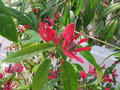 vignette Pavonia x glehilii = Pavonia multiflora