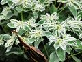 vignette Euphorbiaceae - Euphorbe panache - Euphorbia marginata