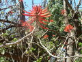 vignette Erythrina speciosa ou cafra ?