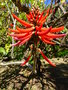 vignette Erythrina speciosa ou cafra ?