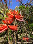 vignette Erythrina speciosa ou cafra ?