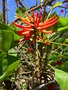 vignette Erythrina speciosa ou cafra ?