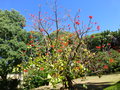 vignette Erythrina speciosa ou cafra ?