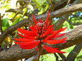 vignette Erythrina speciosa ou cafra ?