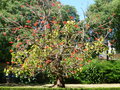 vignette Erythrina speciosa ou cafra ?