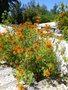 vignette Leonotis leonorus