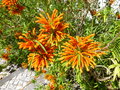 vignette Leonotis leonorus