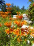 vignette Leonotis leonorus