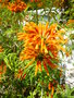 vignette Leonotis leonorus