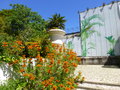 vignette Leonotis leonorus