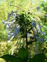 vignette Nicotiana sylvestris