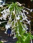 vignette Nicotiana sylvestris