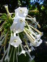 vignette Nicotiana sylvestris