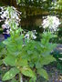 vignette Nicotiana sylvestris