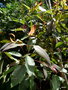 vignette Corymbia ficifolia