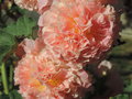 vignette Alcea rosea (fleurs doubles)