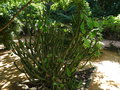 vignette Euphorbia neriifolia