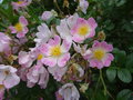 vignette Rosa multiflora ssp. adenochaeta