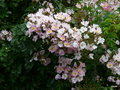 vignette Rosa multiflora var. adenochaeta