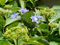 vignette Hydrangea macrophylla You and Me ou Cassiope ?