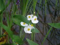 vignette Sagittaria sagittifolia - Flche-d'eau