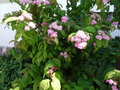 vignette Spiraea japonica var. fortunei 'Macrophylla' - Spire