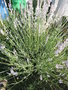 vignette Lavandula angustifolia