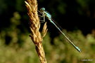 vignette Agrion mignon (Coenagrion scitulum) mle ? Libellule