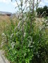 vignette Artemisia vulgaris - Armoise vulgaire