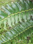 vignette Encephalartos ferox ssp. ferox