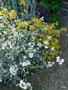 vignette Helichrysum petiolare et  Helichrysum italicum