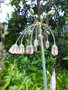 vignette Allium siculum bulgaricum = Nectaroscordum siculum