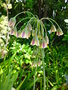 vignette Allium siculum bulgaricum = Nectaroscordum siculum