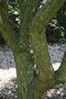 vignette Syringa reticulata ssp. pekinensis