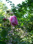 vignette Rosa x centifolia 'Chapeau de Napolon'/ Cristata