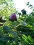 vignette Rosa x centifolia 'Chapeau de Napolon'/ Cristata