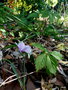 vignette Cyclamen hederifolium / neapolitanum ,