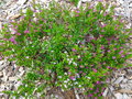 vignette Cuphea hyssopifolia