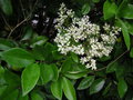 vignette Ligustrum japonicum