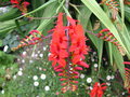 vignette Crocosmia 'Lucifer'