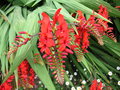 vignette Crocosmia 'Lucifer'