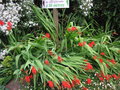 vignette Crocosmia 'Lucifer'