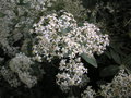 vignette Olearia cheesemanii